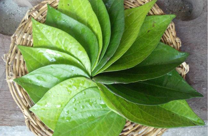 paan-leaf-benefits सिर दर्द, कमर दर्द, सूजन और सांस की समस्या के लिए फायदेमंद है पान के पत्ते