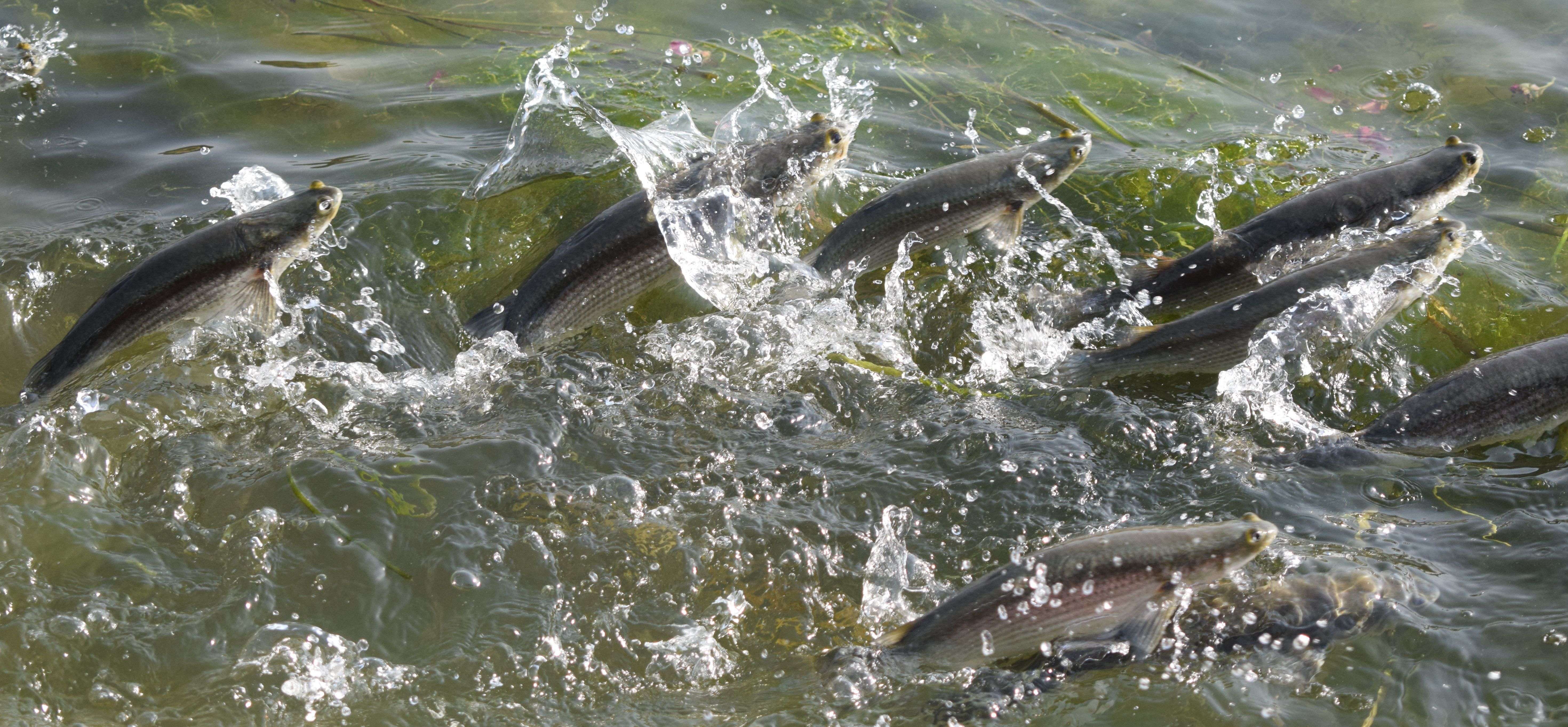 See the race of fish for the flour ... photos See the race of fish for the flour ... photos