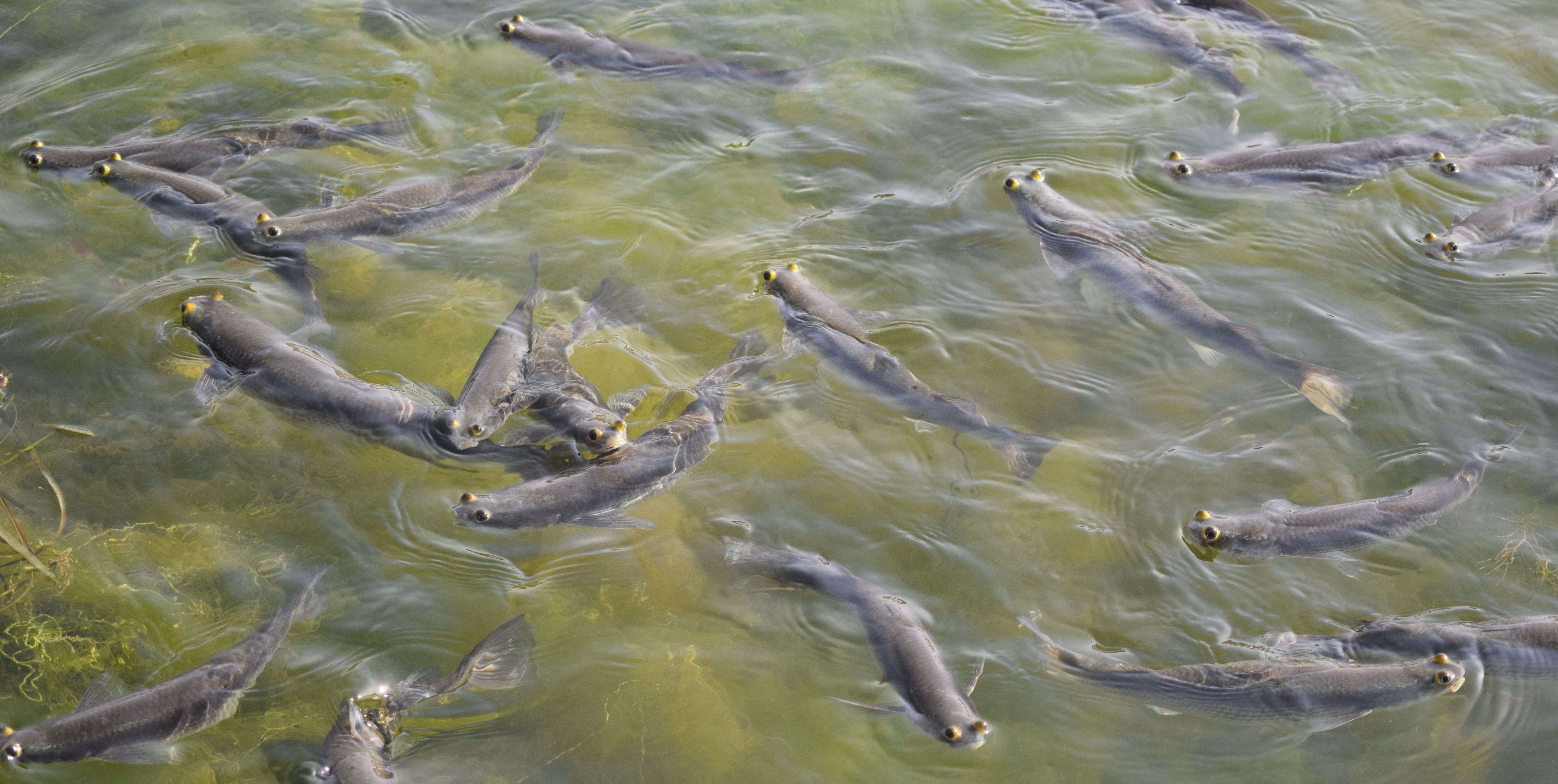 See the race of fish for the flour ... photos See the race of fish for the flour ... photos