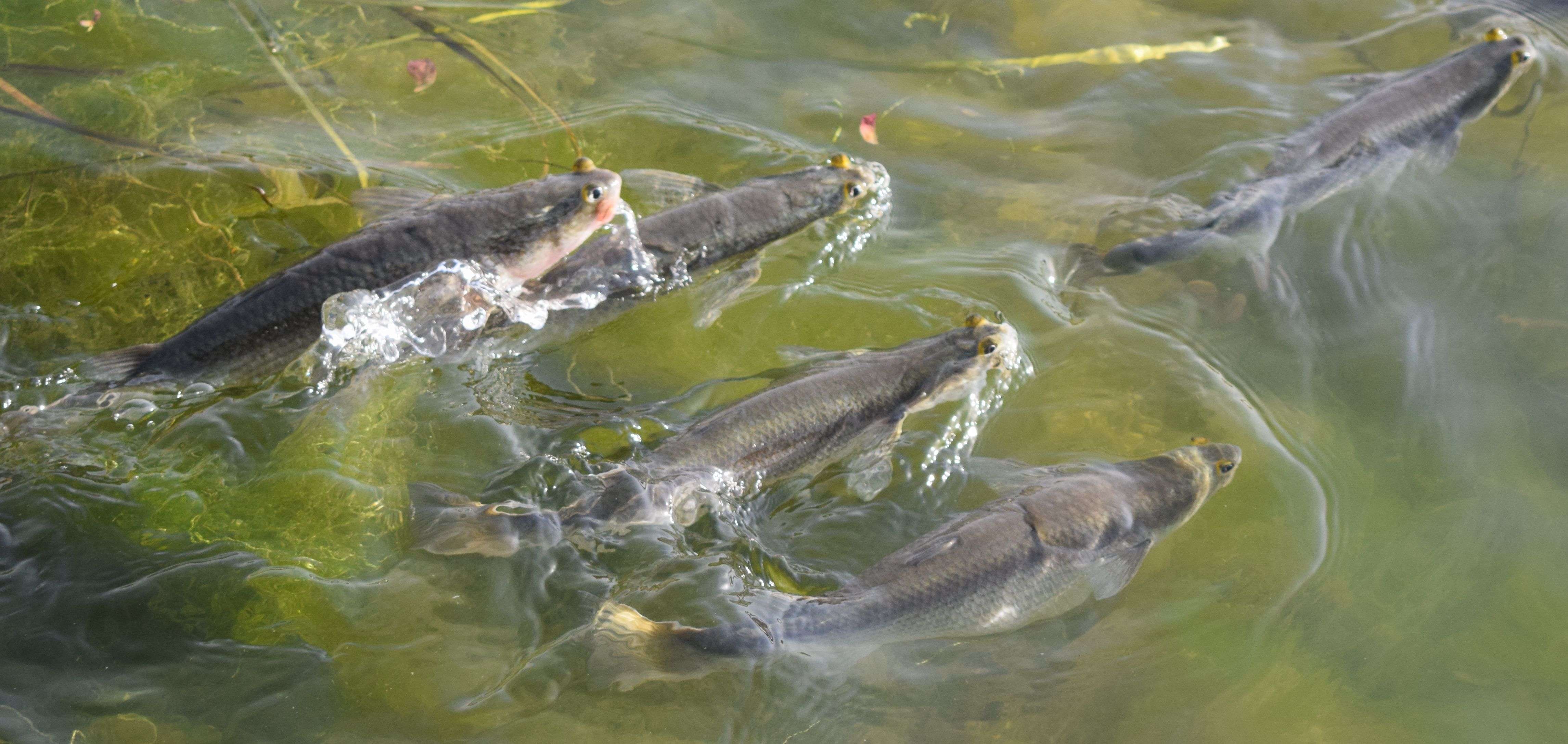 See the race of fish for the flour ... photos See the race of fish for the flour ... photos