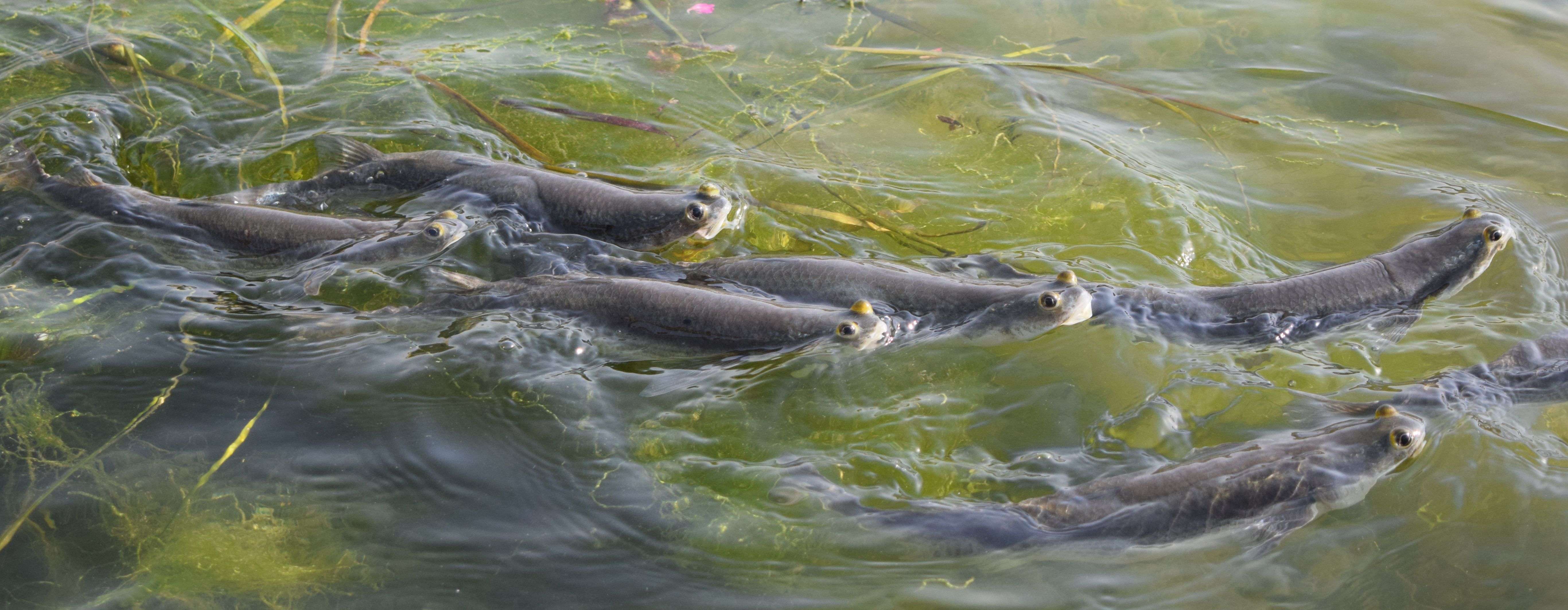 See the race of fish for the flour ... photos See the race of fish for the flour ... photos