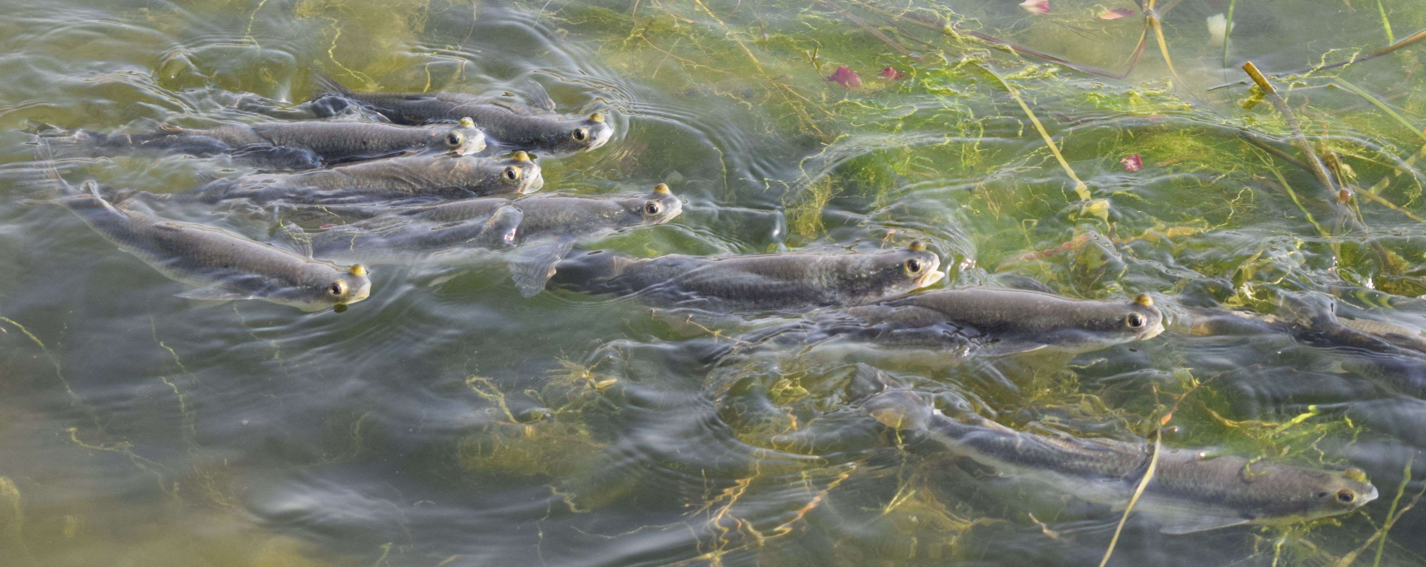 See the race of fish for the flour ... photos See the race of fish for the flour ... photos