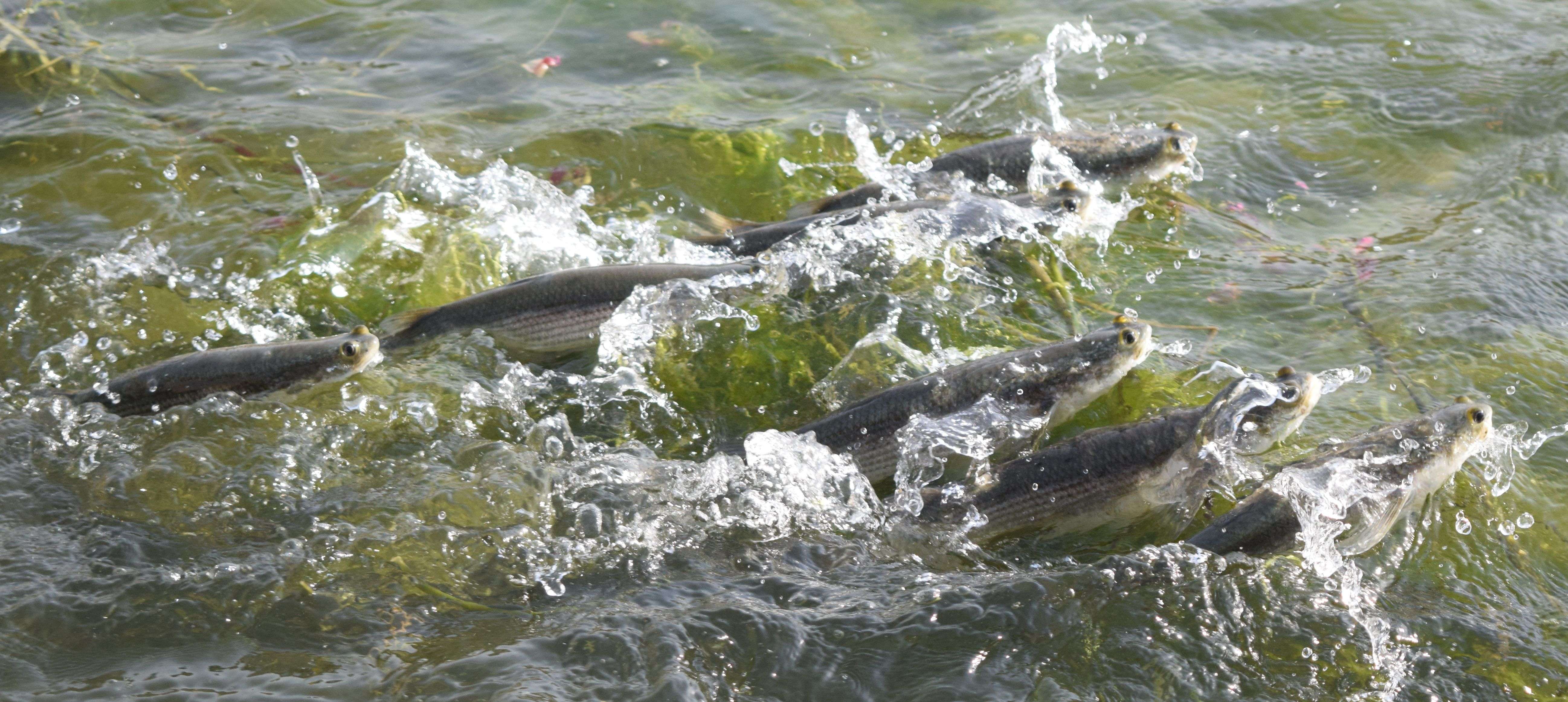 See the race of fish for the flour ... photos See the race of fish for the flour ... photos