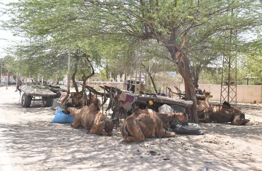 District Collector issued order for cattle carrying people पशुओं की भी गर्मी की छुट्टी, दोपहर में ३ घंटे तक कार्य से मुक्त