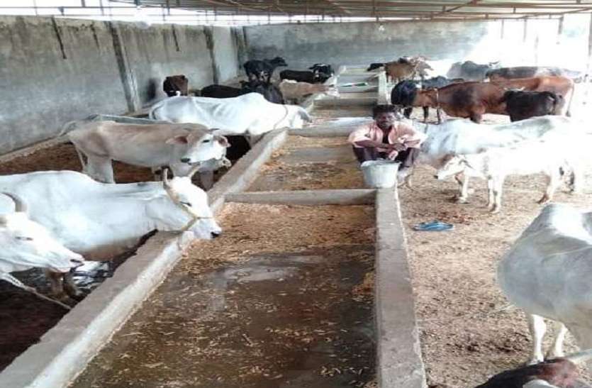 Yogi Sarkar make bhusa bank for security of cattle गोवंश के लिए भूसा बैंक बनाएगी योगी सरकार, शहरों से हटेंगी अवैध डेयरी