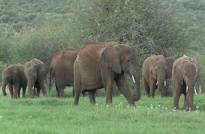 elephants झारखंड से ओडिशा में घुसे हाथियों के झुंड ने मचाया उत्पात, क्षेत्र में दहशत