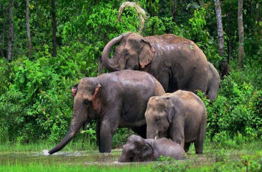 elephant हाथियों के मूवमेंट से बढ़ा ग्रामीणों में ख़ौफ़, वन अमला बैठा है बेफिक्र