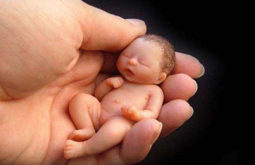fetus