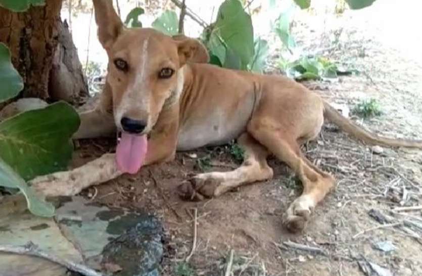 honest dog मालिक की हत्या की जानकारी देने वफादार डॉगी जंगल पार कर पहुंचा घर