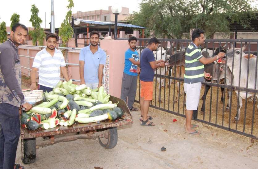 This unique initiative gives inspiration to other youth 11 युवाओं की यह टीम तीन साल से बीमार गायों की सेवा कर जीत रही हर किसी का दिल