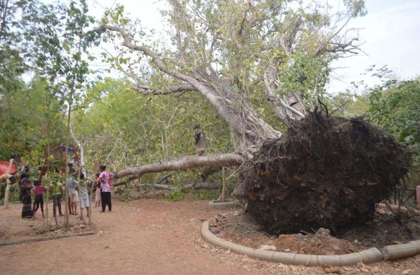 400 years old Baijad Dada नहीं रहे 400 साल के बरगद दादा