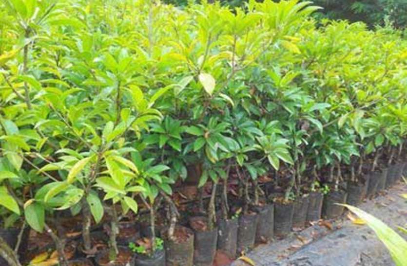 nursery in jodhpur वनविभाग की नर्सरियों में एक रुपए में मिलता है पौधा, जानकारी के अभाव में बिक्री नाममात्र