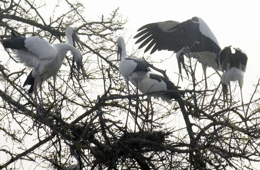 bharatpur मानसून का इतंजार, दूतों ने दी केवलादेव राष्ट्रीय उद्यान में दस्तक