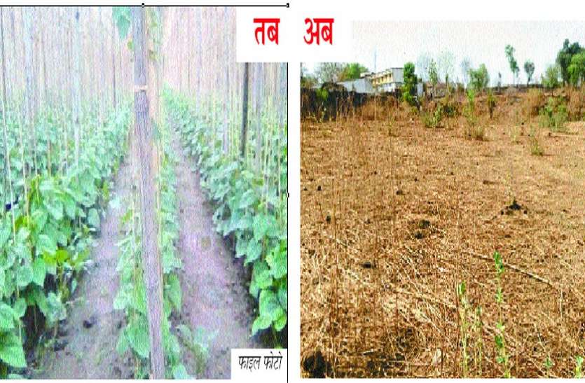 Side effects of water conservation Paan farming पंसारी इस कारण मजबूर हुए बरेजे छोड़, चाय, जूते, कपड़ों की दुकान खोलने