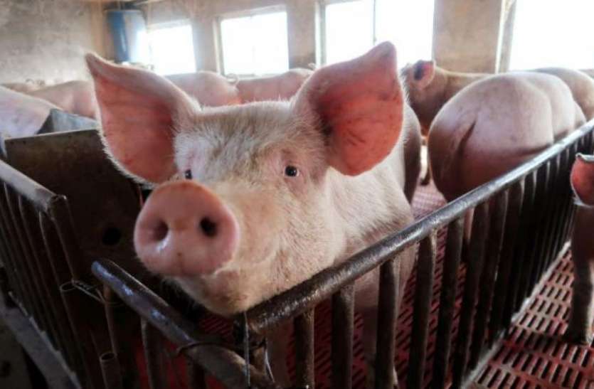 PIG पोर्क की वजह से चीन में बढ़ी महंगाई, 15 माह के उच्चतम स्तर पर पहुंची