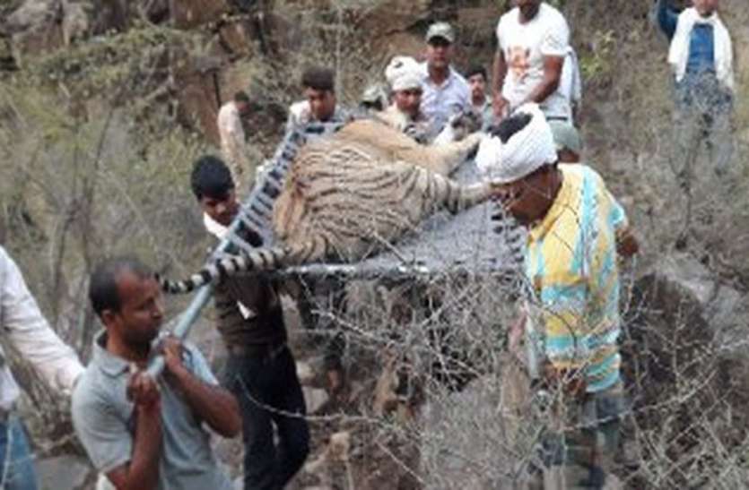 sariska tiger news सरकार कराएगी सरिस्का में बाघ एसटी-16 की मौत की जांच