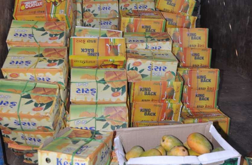 mongo sell down in barmer आम की बिक्री कम, उम्मीद के अनुसार नहीं उठाव