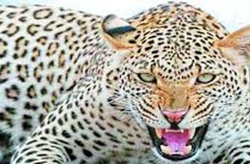 leopard आखिर पकड़ा दो माह से आतंक बना तेंदुआ