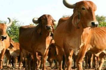 10 lakh cattle will have insurance in haryana हरियाणा में पशुधन बीमा योजना के तहत 10 लाख मवेशियों का होगा बीमा, यहां देखे किस जिले में कितने पशुपालकों ने कराया बीमा