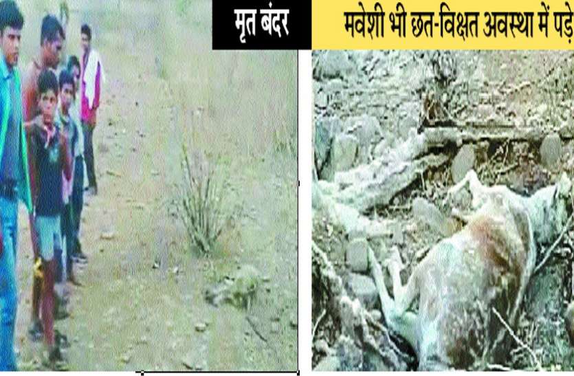 Wildlife conservation campaign Water borne animal death video नारा बनकर रह गया वन्य प्राणी संरक्षण अभियान, जंगल में प्यास से दर्जनों वन्य जीवों का ये हुआ हाल