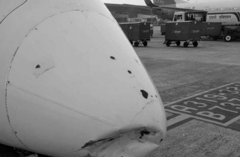 The small bird destroyed the plane, all shocked नन्ही चिडि ने ध्वस्त कर दिया विमान, सभी हैरान!