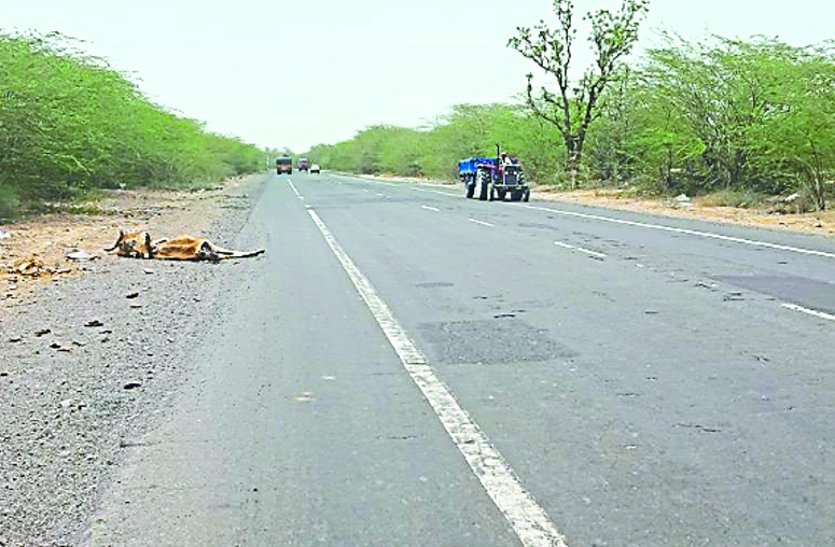 Livestock dies during collision of vehicles, fear of accidents वाहनों की टक्कर से मरता पशुधन, समय पर नहीं उठाने से और हादसों की आशंका, वाहन चालकों की जान रहती जोखिम में