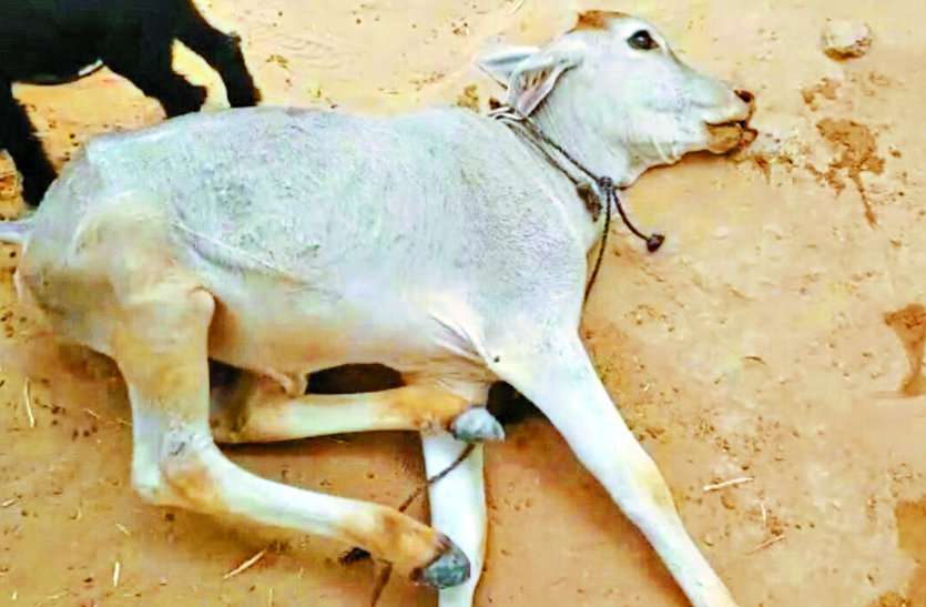 Three calves die from unknown disease अकाल की मार झेल रहे पशुधन पर अब अज्ञात बीमारियों का प्रकोप तीन बछड़ों की मौत