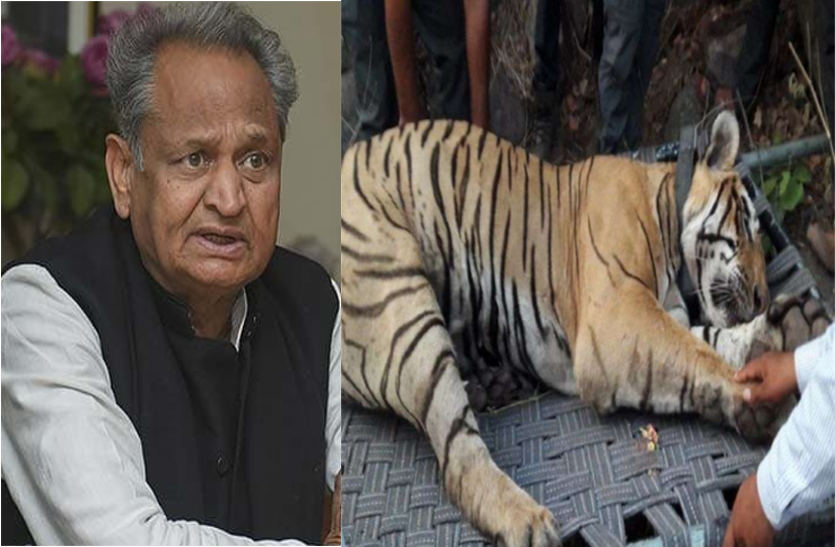 tiger st 16 Sariska Tiger ST 16 death : सरिस्का में बाघ ( एसटी-16 ) की मौत पर गंभीर CM गहलोत, प्रशासनिक जांच के दिए आदेश