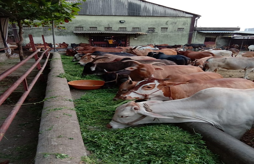 cow sheltar 30 साल पुराने गौशाला की जमीन पर डॉग शेल्टर बनाने की सिडको की साजिश