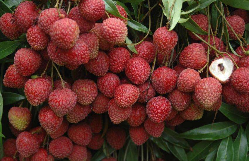 lychee