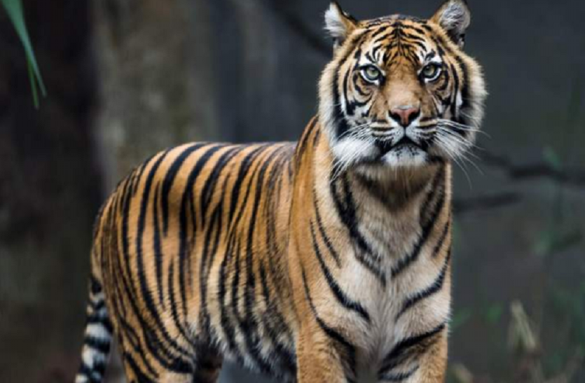 tiger रणथम्भौर : बाघों की राह में रोडा लगाने वाली सड़क में लगा सरकार का रोडा