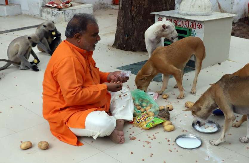 Unique friendship एक ही छत के नीचे रहते हैं श्वान, बिल्ली और बंदर
