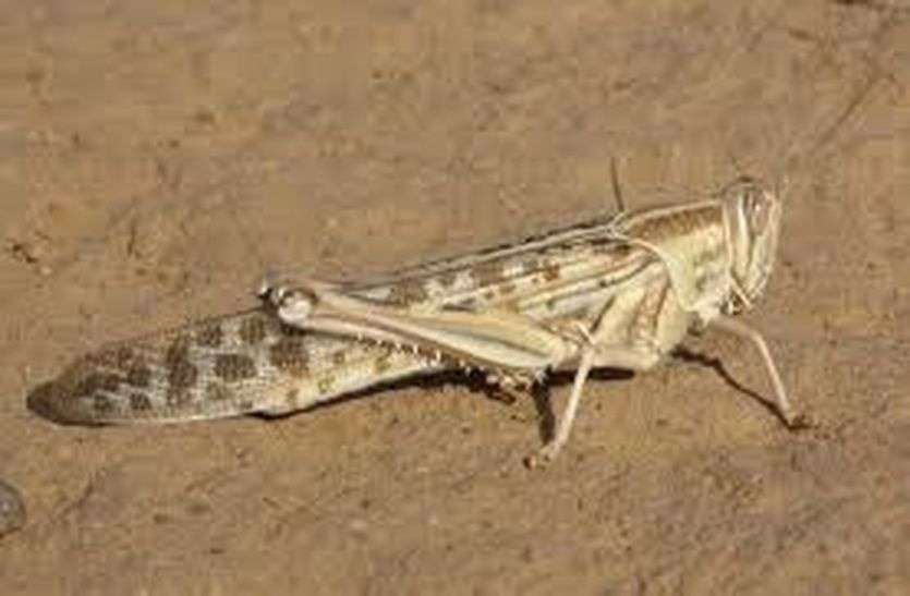 Notice of locusts coming in the police station बीकानेर : थाने में दे सकेंगे टिड्डी के आने की सूचना