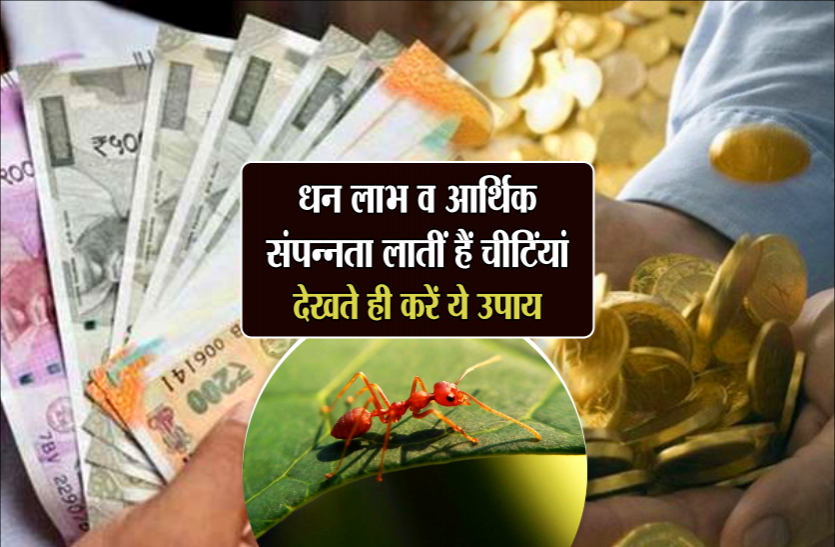 ant in jyotish धन लाभ व आर्थिक संपन्नता लातीं हैं चीटिंयां, देखते ही करें ये उपाय