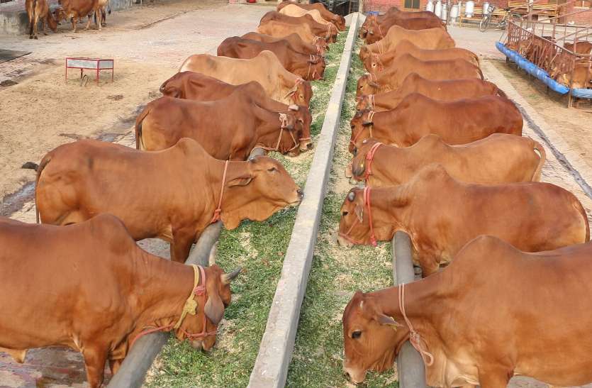 प्रदेश सरकार की महत्वाकांछी गौशाला निर्माण योजना में अब बजट आड़े आ रहा