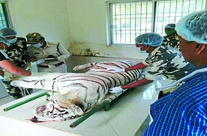 Tiger death due to snake bite in Bilaspur Chhattisgarh कानन पेंडारी के सफेद बाघ विजय की मौत सांप काटने से नहीं हार्ट अटैक से हुई