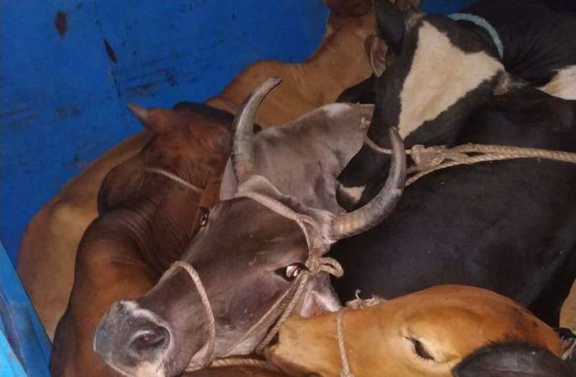 gotaskar ट्रक छोड़ अंधेरे का फायदा उठाकर भागे गोवंश तस्कर