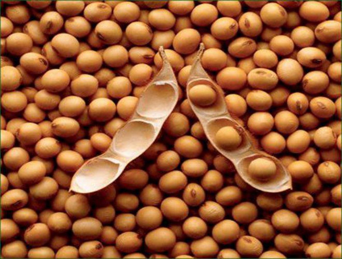 Soyabean seed तीन साल में 700 रुपए प्रति क्विंटल बढ़ गए सोयाबीन बीज के दाम