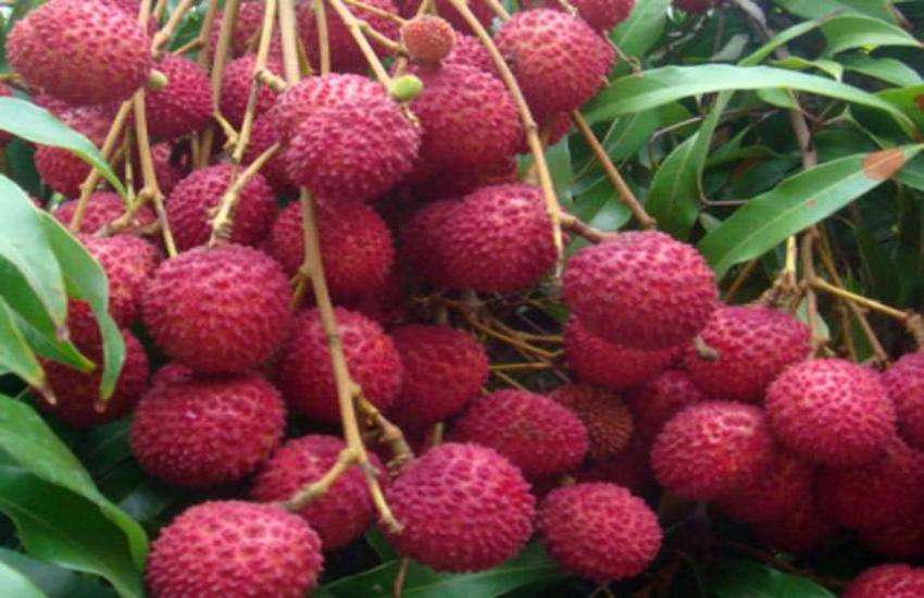 lichi