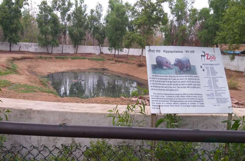 Hippo kid found in post-mortem In zoological garden in Chhattisgarh