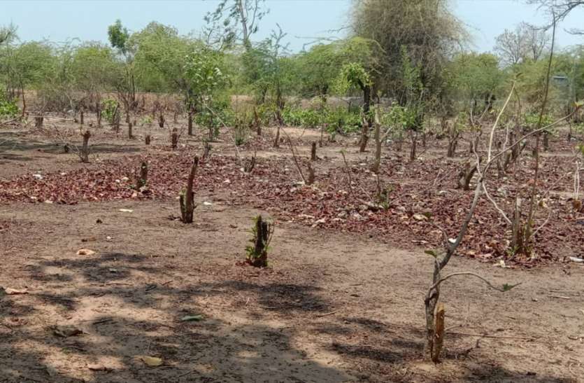Forest Department had planted teak of Teak, now has become barren वन विभाग ने कराया था सागौन का प्लांटेशन , अब हो गया बंजर