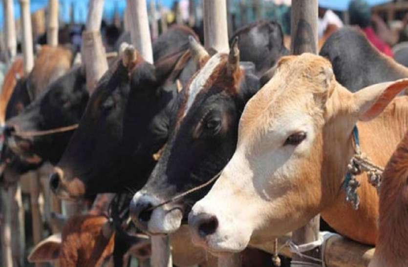cow अवैध बिक्री रोकने मवेशियों को चिप लगाएगी सरकार