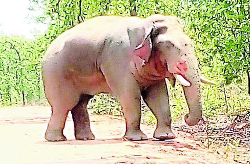 धरमजयगढ़ वन मंडल(Dharamjaygarh Forest Division) में हाथी(Elephant) एक ग्रामीण को बुरी तरह कुचल कर मार डाला। ग्रामीण बीते शुक्रवार की रात करीब सात बजे खेत(Farm) से लौट रहा था। इस समय उसका सामना दंतैल से हुआ। चुहकीमार के जंगल में हाथी ने एक ग्रामीण को कुचल कर मार डाला
