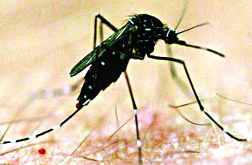 Campaign to run in 29 villages of Panna district, mosquito kill मच्छर मारने पन्ना जिले के 29 ग्रामों में चलेगा अभियान