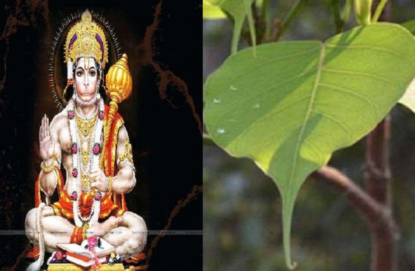 lord hanuman पीपल के पत्तों से ये उपाय करते ही हनुमान जी हो जाएंगे खुश, करेंगे आपकी मनचाही इच्छा पूरी