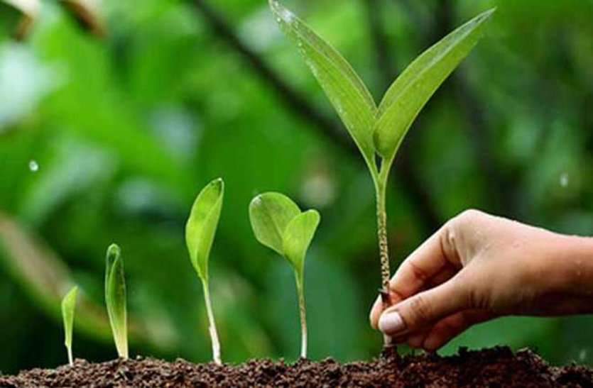 Plantation of Plantation in the Plains मुख्यमंत्री के जिले में महज दिखावे का विकास: कागज पर कुछ, हकीकत में कुछ और