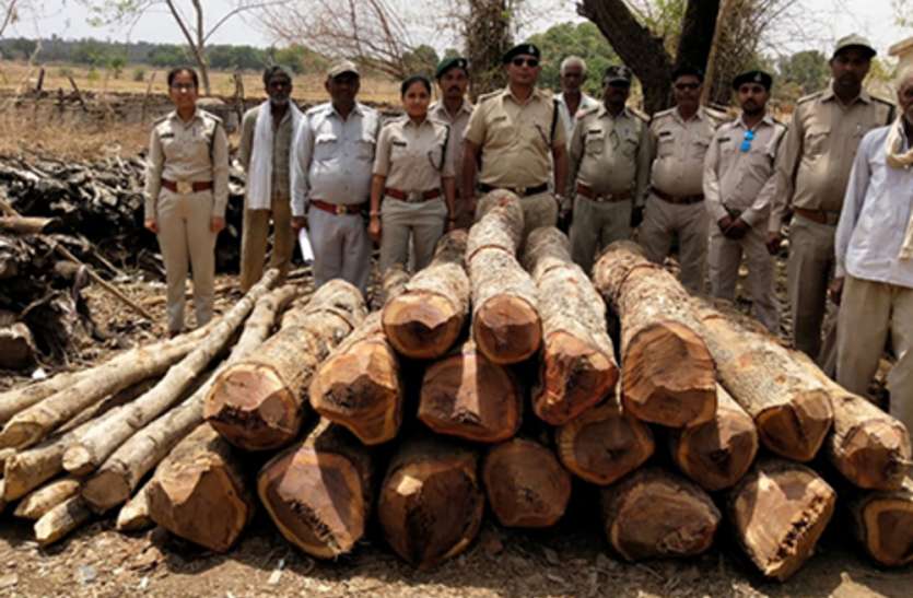 Empty sepia woods from Damoh district, read the whole case पन्ना की कटी लकडिय़ां दमोह जिले से जब्त, पढि़ए पूरा मामला
