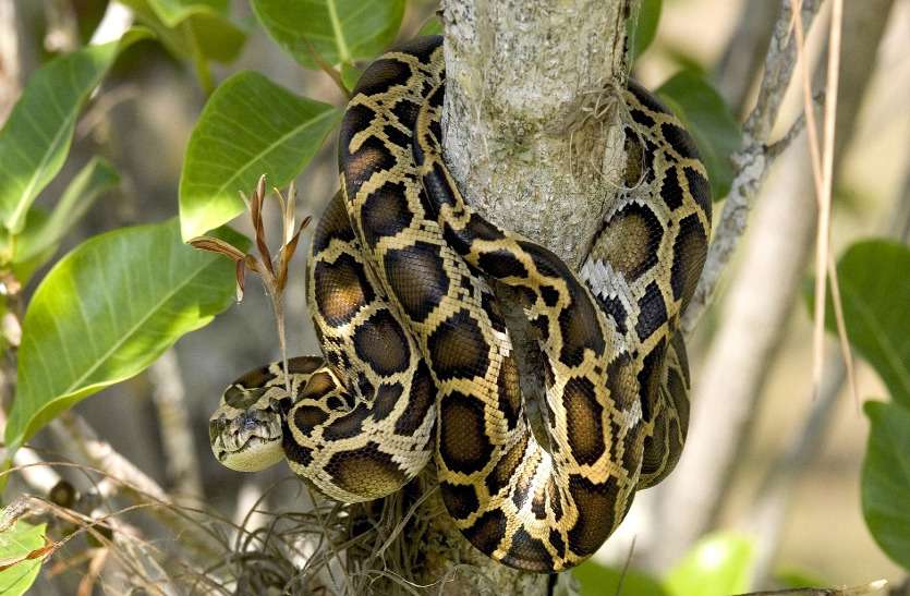 python छत्तीसगढ़ के जंगल सफारी को ज्यादा आकर्षक बनाने मैसूर के जू से आएंगे अजगर
