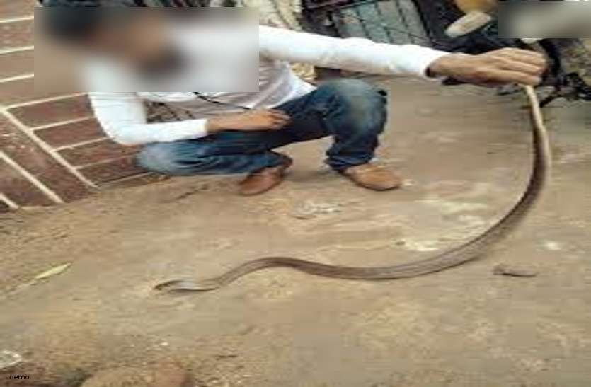snake bite बाथरूम में घुसे जहरीले सांप को पकड़ने पंहुचा था शख्स, अचानक हो गई ये गलती और फिर....