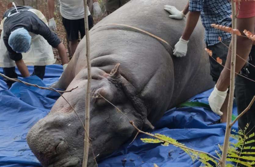 A separate committee will be formed to investigate death of hippo गर्भवती हिप्पो की मौत के बाद फिर बजाया गया जांच का झुनझुना, दोषियों पर अभी तक कार्रवाई नहीं